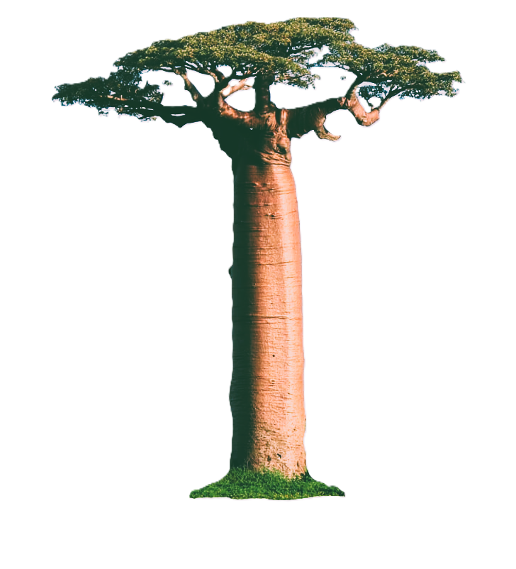 The Reniala Tree